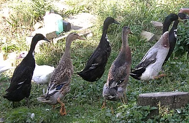 Indický běžec - kačeři